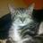 SenatorIsACat's profile image