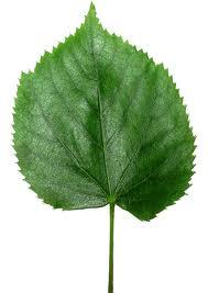 GreenArchitecDC's profile picture. Architect and marketing manager with major A&E firm with focus on sustainable, green design