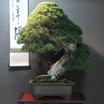 Adicto a hacer bonsai, leer bonsai y todo sobre bonsai. Addict to create bonsai, read about bonsai and all about bonsai. #TheBonsaiCreator