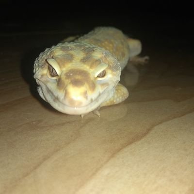 Gecko Rumahan