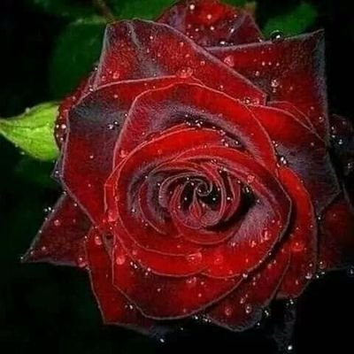 CleusaRosaDaSi2's profile picture. Quem me protege não dorme🙏🏽🙏🏽