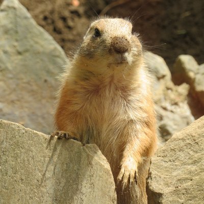 主にプレーリーさんでたまにハイラックス、ワニ、レッパン、カワウソ、ペンギン、記念メダル目当てに動物園水族館を巡るケモナー。虫とか魚とかもイケるクチ
色んな動物園(主に静岡東部や伊豆)から楽しいや可愛いをお届けー
動物園の雰囲気も味わって欲しいので基本動画音声はそのまま
世の中の問題の９割はプレーリーさんで解決出来る✨