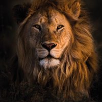 Yorkshire Lion (@lionyorkshire) 's Twitter Profile