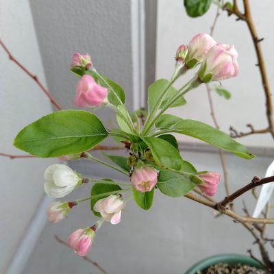 Maya82494445's profile picture. 40代、4人家族、都内在住です。趣味はピアノと英語です。