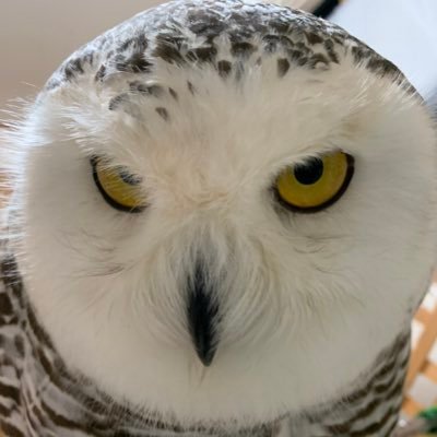 geikitene's profile picture. 新オープン アニマルカフェ＆BARの人材スカウトアカウント  池袋北口徒歩3分！人と話すことが好きな人、個性ある人大募集！！