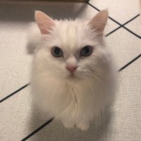천천히 나뭇가지에 쌓인 눈 - 🐳 (@sksuh) 's Twitter Profile