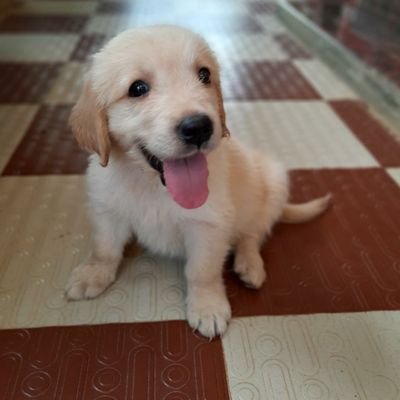 Niro