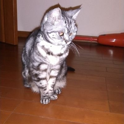 ＠-ion100(C)🌏🌎🌍さんのプロフィール画像