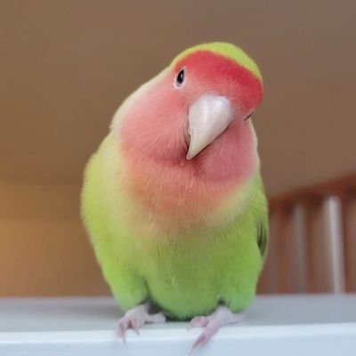 Eto On Twitter キラキラのおめめ かわいいね コザクラインコ 小桜インコ