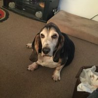 Timmie (@indietimmie2) 's Twitter Profile