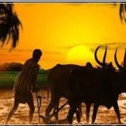 gokavapu's profile picture. agriculcural