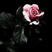 NeverSayNo (@neversa80069075) 's Twitter Profile