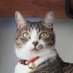 久保内信行 🐈⬛/ 𝗧𝗮𝗯𝗹𝗼𝗶𝗱 (@tabloid) Twitter profile photo 久保内信行 🐈⬛/ 𝗧𝗮𝗯𝗹𝗼𝗶𝗱 (@tabloid) Twitter profile photo