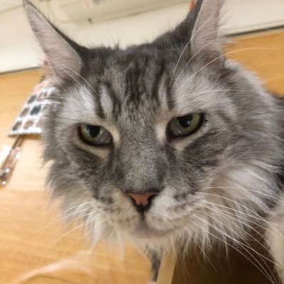 猫アレルギーです。ししゃももアレルギーです。aikoの歌声を聴くとどことなく不安な気持ちになるので多分aikoもアレルギーです。