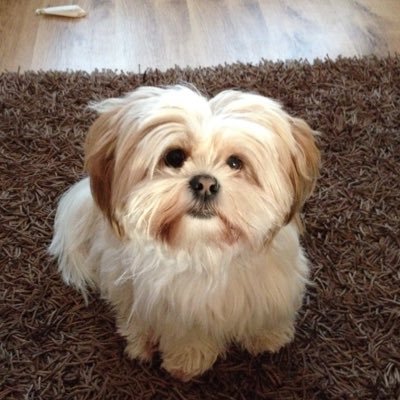 joeybellic's profile picture. Family 🍀 Hoops 🍀 dugs ☘️