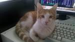 Kitara Feline