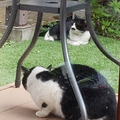 ちょびひげ猫 Qujpe1limpke30q Twitter
