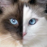 Jojotheragdollcat (@jojotheragdoll) 's Twitter Profile