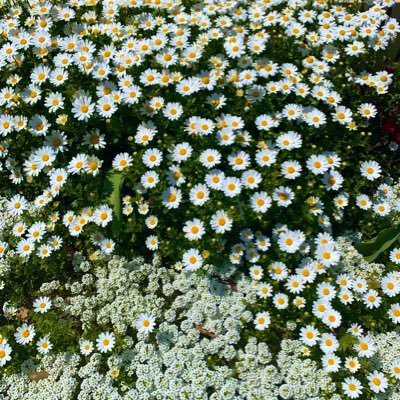 x_333111666's profile picture. 🇰🇷/🇹🇭/