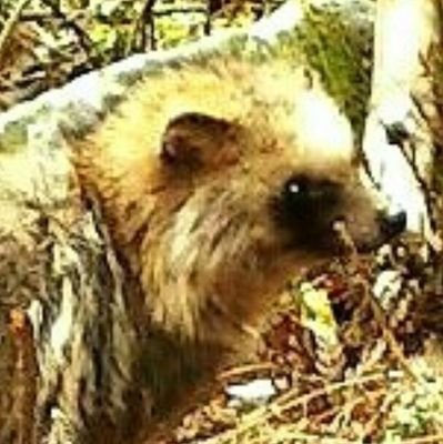 jyunnama_game's profile picture. TRPGにがっつりハマってしまった……
オンセ(テキセ)でCoCとSWやってます。
一緒に遊んでくれたら嬉しいです(*´ω｀*)