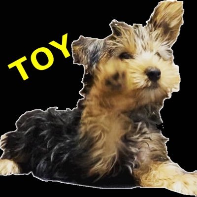 あざトイ犬と共働き新米夫婦 Toy Mainichi Twitter
