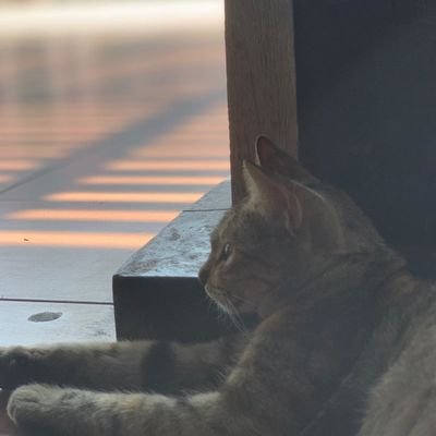 renlin88218's profile picture. fan account/ #max