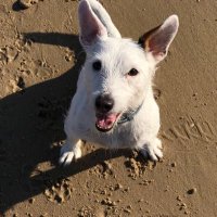 Pod the 3 legged wonder (@podlegged) 's Twitter Profile