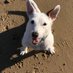 Pod the 3 legged wonder (@podlegged) Twitter profile photo Pod the 3 legged wonder (@podlegged) Twitter profile photo