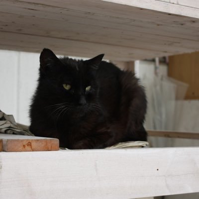 ねこぶのぶちょう 冷暗所で保存してください Nekobubucho Twitter ねこぶのぶちょう 冷暗所で保存してください Nekobubucho Twitter