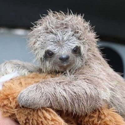 Leo_De_Leao's profile picture. 