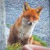 Wild Cottage Ireland 🦊 (@wildcottage) Twitter profile photo Wild Cottage Ireland 🦊 (@wildcottage) Twitter profile photo