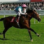 EliteLaying's profile picture. Laying Service for UK Race Meetings.