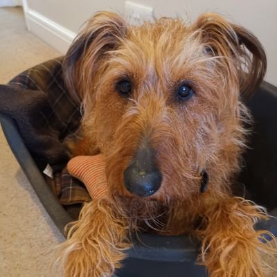 🐾Single parent Irish Terrier bringing up a family of hoomans in North London 🇮🇪

Specialises in scavenging, troublemaking, begging and stubbornness ☘️