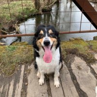 Fly 🐾 🏴 (Wee Flea) (@flybuffington) 's Twitter Profile