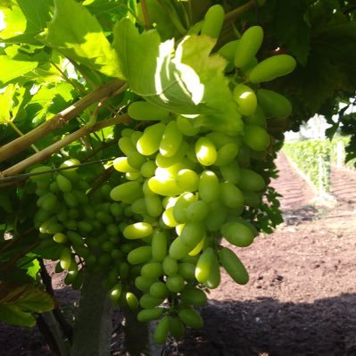 X_Patil_'s profile picture. 