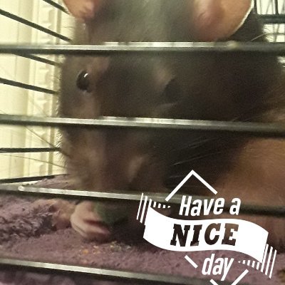 RachelWolf95's profile picture. 26 y/o but already has "back in my day..." stories.