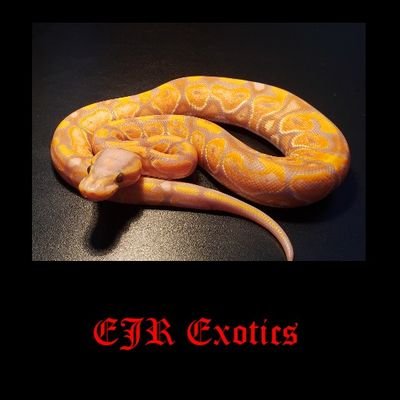 @ejrexotics