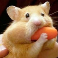 Lgpguin (@lgpguin) 's Twitter Profile Photo Lgpguin (@lgpguin) 's Twitter Profile Photo