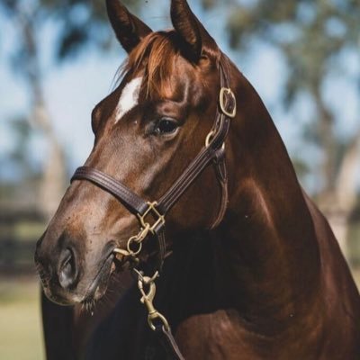 Mullaglass Stud is a Hunter Valley based thoroughbred breeding operation. We offer agistment for seasonal and residential mares and prepare for all major sales.