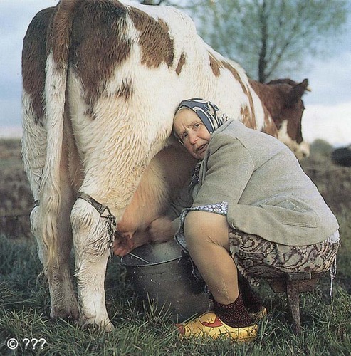 Deze boerin twittert onder de naam Hendrika over koetjes en kalfjes. 
♥roodbonte koeien 
♥gangbare landbouw
♥boerennatuur
♥weidevogelbeheer
♥deelnemer BIMAG
