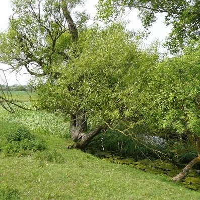 An area of fields and meadows bordering the River Thame near Aylesbury. Committed to preserving the archaeology and ecology of Quarrendon.