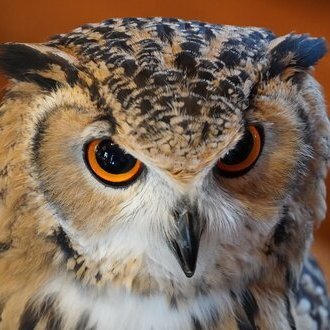 lovesars's profile picture. 