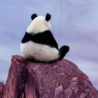 shepher20359480's profile picture. 成都
S，想要个反差爷们m