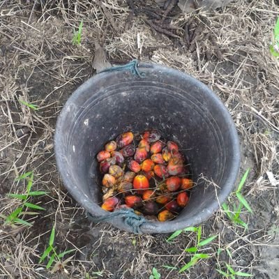 Sihulambu1's profile picture. nurse