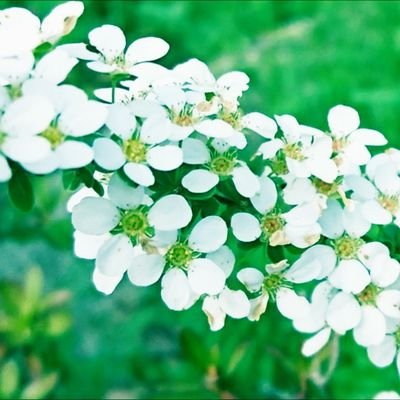 灰羽(はいばね)さんのプロフィール画像