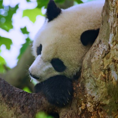 Love Panda, Love Sichuan