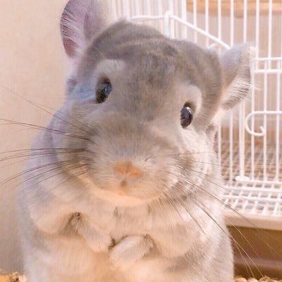 おしゅし On Twitter トトロやピカチューのモデルにされちゃうのも納得です