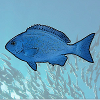 CFP Reform Watch (@cfpreformwatch) 's Twitter Profile