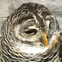 カリカリ梅 (@qposc) 's Twitter Profile