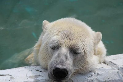 涼しい所と湧き水（温泉）などが大好きです。
二輪と四輪を乗りこなすドライダ－です。

病の進行ステ－ジ4のケモナ－です。
性別はオッサンです。

空気読めない奴なんで、リプ外から
書き込んじゃいますが許してネ。

ダマすのも、ダマされるのも
大嫌いなので、詐欺、物売り
勧誘、過度な陰謀論者などは
ブロックさせて頂きます